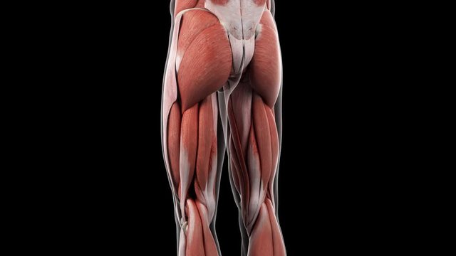 3d rendered medically accurate illustration of the upper leg muscles