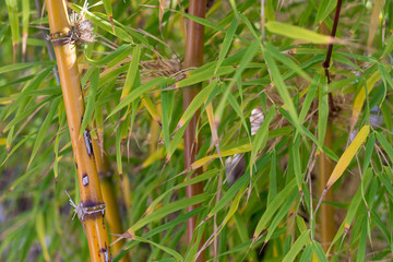 bamboo in garden