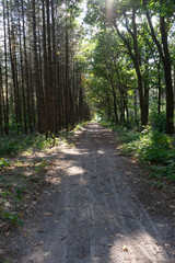 forest path