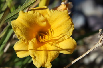 Fototapeta premium yellow flower