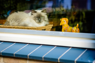 This nice Ragdoll cat, is lying in a rush basket. Developed by American breeder Ann Baker, the...