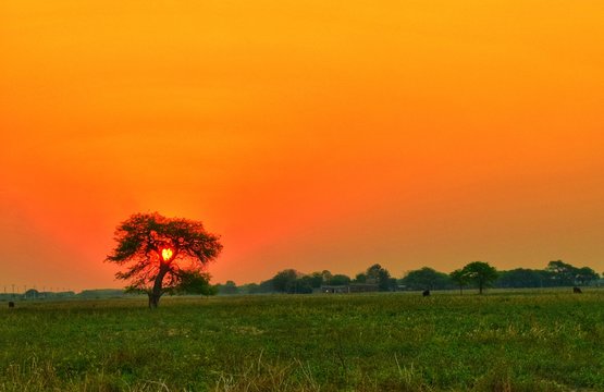 Ardecer De Campo - Arbor Adelante Del Sol