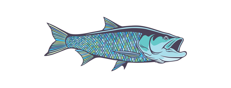 fish aspius