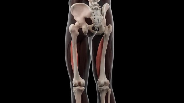3d rendered medically accurate illustration of the vastus intermedius