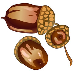Vector autumn brown an acorn oak plant. Acorn plant botanical garden floral foliage. Isolated illustration element. Vector leaf for background, texture, wrapper pattern, frame or border.