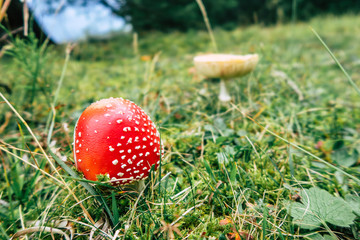 Fly agaric in the Swiss Alps