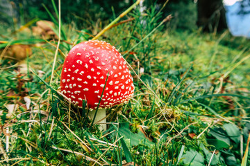 Fly agaric in the Swiss Alps