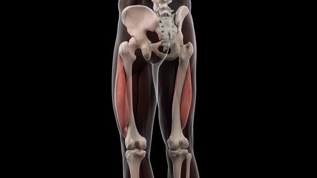 3d rendered medically accurate illustration of the vastus lateralis