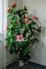 Decorative indoor flower.