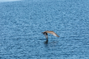 The grace of a bird