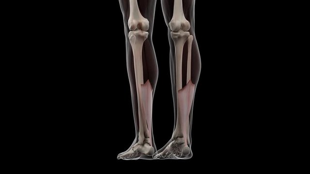 3d rendered medically accurate illustration of the achilles tendon