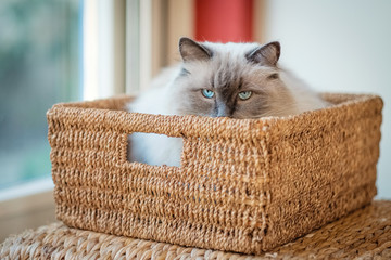This nice Ragdoll cat, is lying in a rush basket. Developed by American breeder Ann Baker, the...
