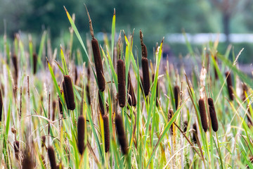 Thickets of river reeds. © dotsent