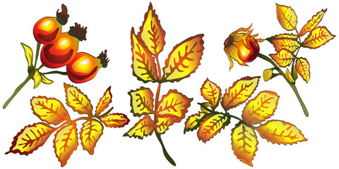 Vector autumn yellow rose hip leaves. Leaf plant botanical garden floral foliage. Isolated illustration element. Vector leaf for background, texture, wrapper pattern, frame or border.