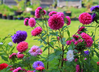 Beautiful view of pink aster bush isolated on green grass background. Gorgeous nature backgrounds.