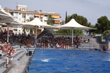 Delfines mulares saltándo haciendo acrobacias en agua durante show en piscina azul de delfinario con espectadores en gradas en zoo marino en día soleado de verano en Calvià, Mallorca, Islas Baleares. © cabado