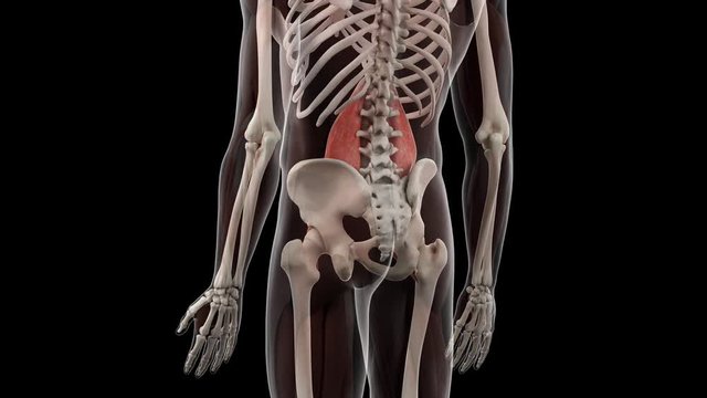 3d rendered medically accurate illustration of the psoas major