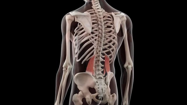 3d rendered medically accurate illustration of the quadratus lumborum