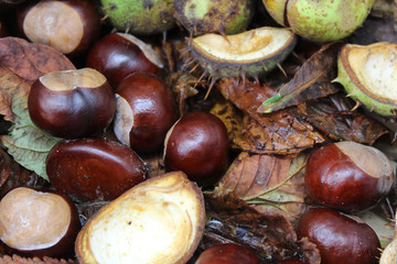 Horsechest nut in leaves