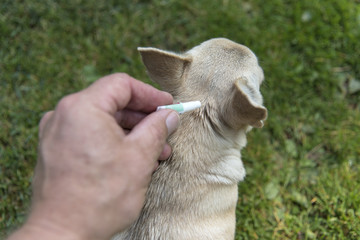 A small dog Chihuahua drip with a drop of fleas and mites.
