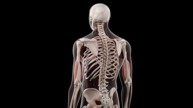 3d rendered medically accurate illustration of the brachialis