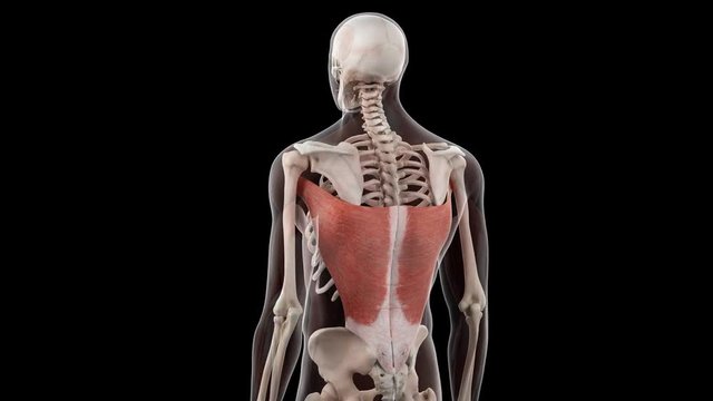 3d rendered medically accurate illustration of the latissimus dorsi