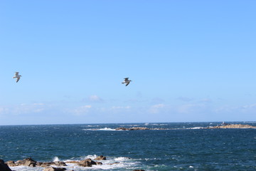 mer ciel oiseau bateau