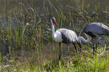 Wattled Crane ( Bugeranus carunculatus). African crane whose population is gradually declining