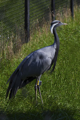 Obraz premium Demoiselle Crane (Anthropoides virgo) in International crane foundation