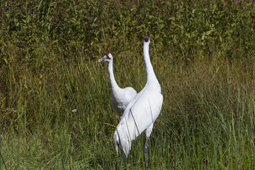 Whooping crane (Grus americana) it is one of only two crane species found in North America.