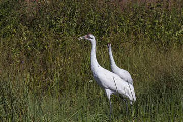 Fototapeta premium Whooping crane (Grus americana) it is one of only two crane species found in North America.