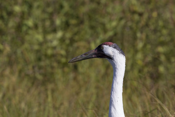 Whooping crane (Grus americana) it is one of only two crane species found in North America.