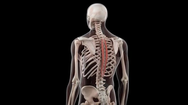 3d rendered medically accurate illustration of the spinalis thoracis