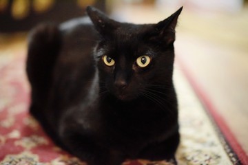 Black Cat hangs out inside, posing for the camera