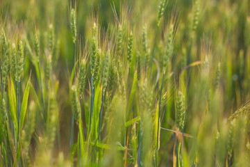 Green field wheat close up