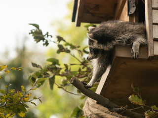 Waschbär
