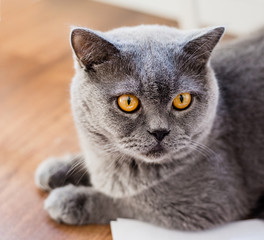 close-up portrait of a cat lying on wooden floor looking into camera