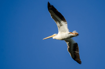 American White Pelican Flying in a Blue Sky