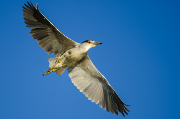 Black-Crowned Night Heron Flying in a Blue Sky