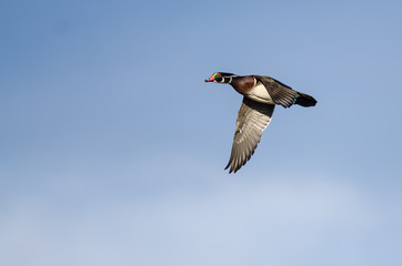 Wood Duck Flying in a Blue Sky
