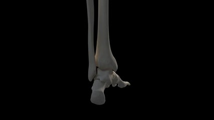 3d rendered medically accurate illustration of the foot bones