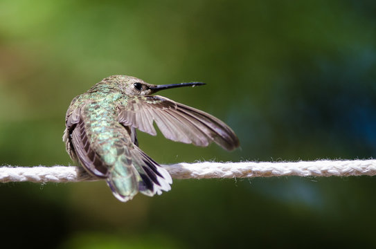 Broad-Tailed Hummingbird Perched on a Piece of White Clothesline