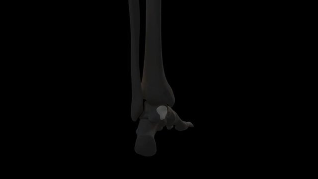 3d rendered medically accurate illustration of the intermediate cuneiform bone