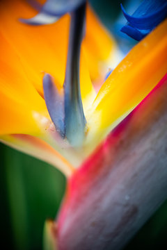 Paradiesblume
