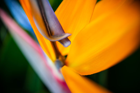 Paradiesblume