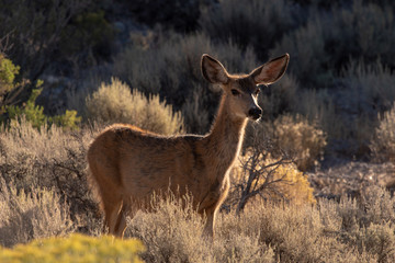 Mule deer - female