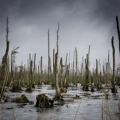 Fototapeten Toter Wald im Überschwemmungsbegiet auf er Insel Usedom © Visions-AD