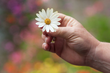 closeup of daisy in hand of woman in public garden
