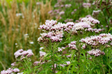 Oregano (Origanum vulgare)