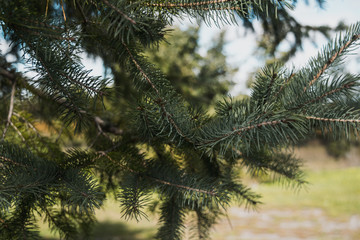 close up on a pine branch